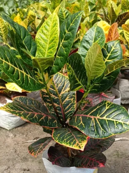A healthy Croton plant showing its waxy, colourful leaves.