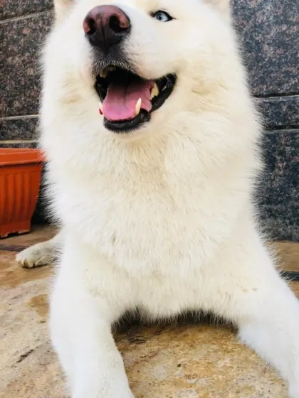 A happy white Husky, enjoying the day.