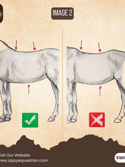A horse's back is critical to its performance. This image shows the difference between a strong, well-muscled back and a weak or swayed back, highlighting the importance of correct training techniques.