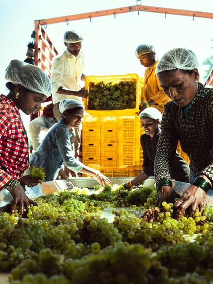 Meticulous hands and sharp eyes are essential during the sorting process. The women on our team play an integral role, their expertise ensuring that only the highest quality grapes make the cut for our premium wines.