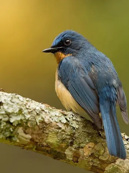 A Tickell's Blue Flycatcher, with its beautiful gradient of blue on the head and chest fading to a rufous belly.