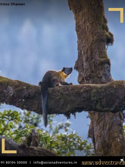 Himalayan Expeditions: Birds & Snow Leopards photo 39