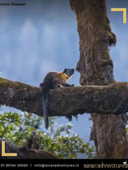 A Yellow-throated Marten, a sleek and agile predator, pauses on a mossy branch in Pangot. These curious animals are a delightful and often unexpected sighting on our birding walks.