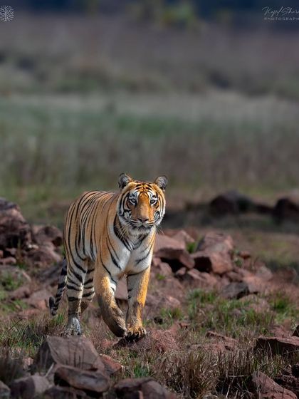 Tigers of India's Jungles photo 47