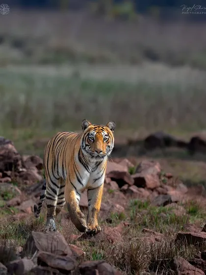 A tigress named Bijli emerges on a full-day safari in Tadoba. These exclusive safaris give us the time and space to wait for incredible moments like this, without any crowds.
