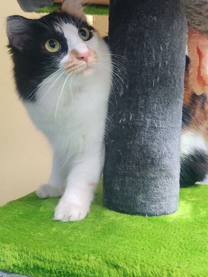 Sammy's Nest - Home Boarding for Small Pets Happy Cats: Our Boarding Guests photo 52