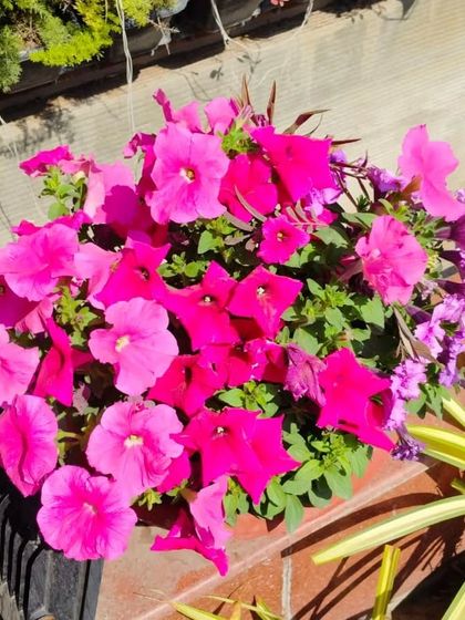 A close-up of our vibrant pink petunias. These flowers are perfect for pots, hanging baskets, and garden beds, providing a constant source of bright color throughout the season.