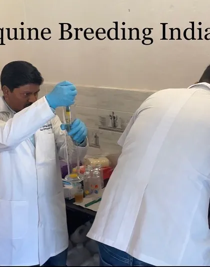 Every step of the process is carefully managed by our technicians. Here, they are preparing samples for analysis as part of our quality control for the equine semen bank.