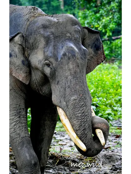 A quiet moment with a gentle giant. This elephant was using its tusk to rest its trunk, a behavior I had never seen up close before. It is these intimate, personal encounters that reveal the unique personalities of these incredible animals.