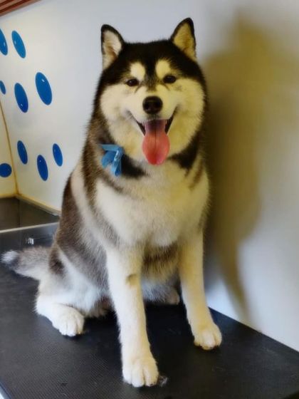 A classic black and white Husky looking sharp and proud after a thorough de-shedding and bath.