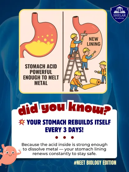 Did you know your stomach rebuilds its lining every three days? This fun fact for NEET Biology explains how the body protects itself from its own powerful stomach acid, which is strong enough to dissolve metal.