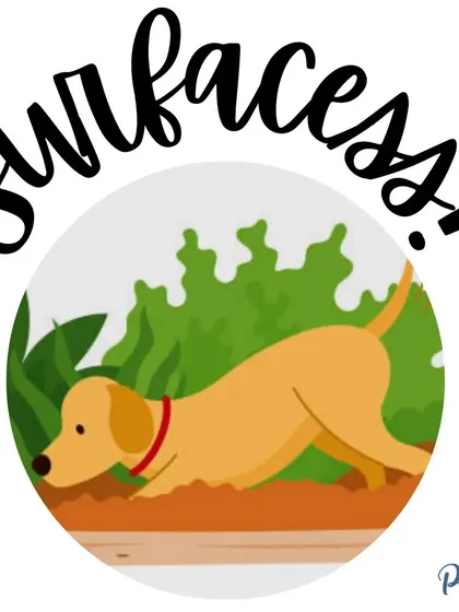 Let your puppy experience different surfaces under their paws, like grass, pavement, carpet, and even wet or sandy textures. This builds their physical and mental confidence.