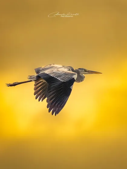 A Grey Heron flying against a golden sunset. The light illuminates its wings from behind, creating a beautiful silhouette and highlighting the structure of its feathers.