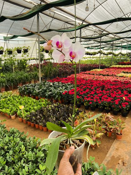 A Garden Full of Flowers (Seasonal & Perennial) photo 47