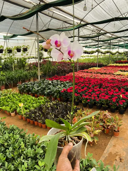 A beautiful Phalaenopsis Orchid with delicate white and pink flowers, a prized plant in our indoor collection.