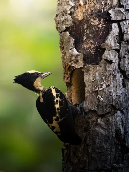 A male Heart-spotted Woodpecker at its nest, its unique heart-shaped spots visible on its back.