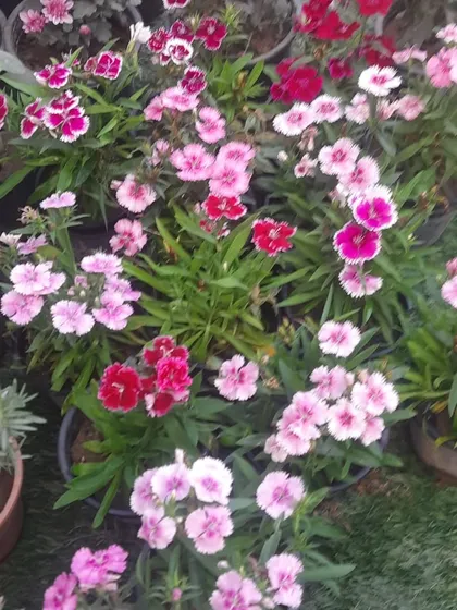A mix of pink and red Dianthus flowers. These charming flowers have a lovely clove-like fragrance and are excellent for borders or pots.