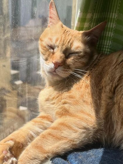 The only life Yodasan knows: sunbathing in the air conditioning. She's the queen of comfort.