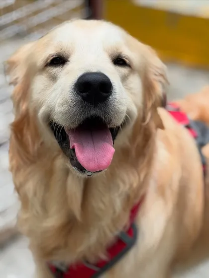 This is the happy face of a dog who feels safe, loved, and is having the time of his life. My goal is to see this smile on every single one of our furry guests.