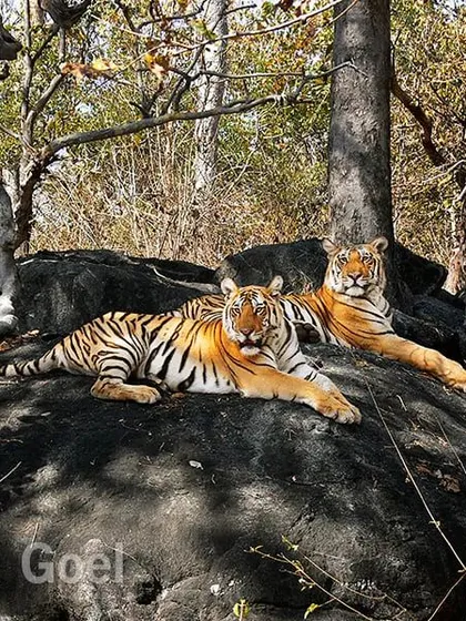 This is a tribute to Collarwali, the Queen of Pench Tiger Reserve, who passed away in January 2022. She was a super mom, giving birth to 29 cubs in her lifetime. I photographed her here in 2007 when she was still young. She will always be remembered for her contribution to the tiger world.