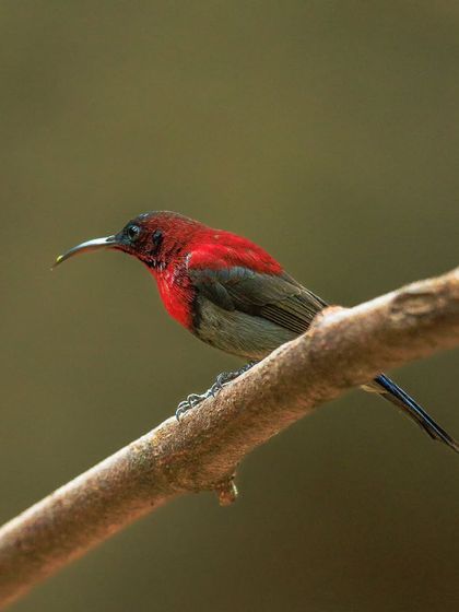 The Vigors's Sunbird, also known as the Western Crimson Sunbird, is another stunning endemic of the Western Ghats. The male's scarlet breast is incredibly vibrant.