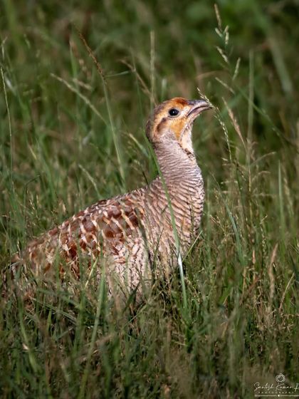 A Grey Francolin stands camouflaged in the tall grass of Rajasthan. Its intricately barred feathers blend perfectly with the dry vegetation, a testament to nature's design.