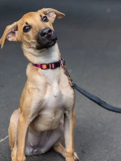 Govind Raj - Pet Photography Celebrating Indies & Rescues photo 12