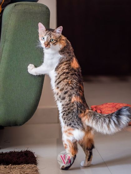 This cat strikes a pose against the living room couch, showcasing her elegant and playful nature in her own environment.