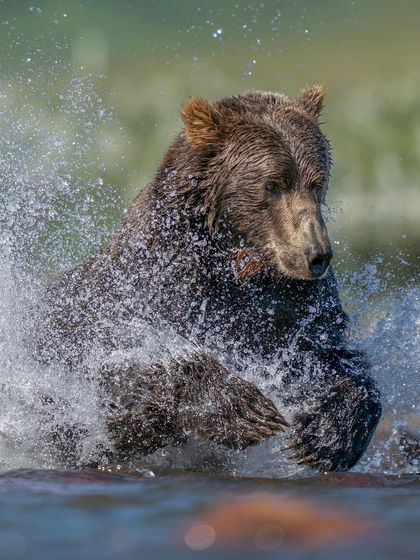 Wild Encounters: Action & Behavior photo 9