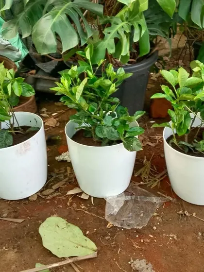 An identical image showing three plants in white pots, perfect for creating a uniform and modern look in any space.