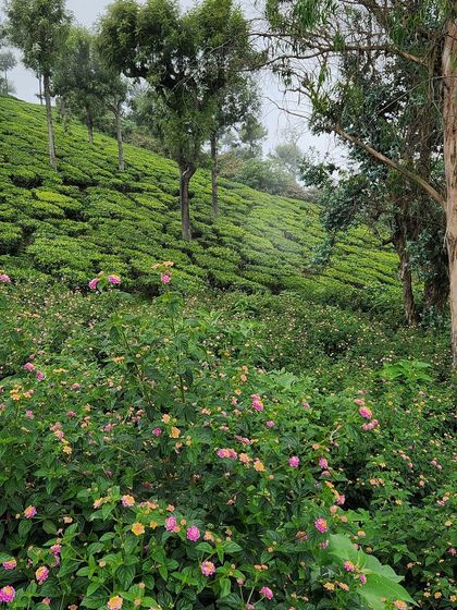 A close-up of the vibrant wildflowers and lush tea bushes that cover the hills of the Nilgiris.