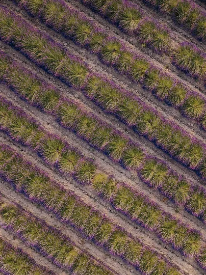 An aerial view of lavender fields in Provence, shot with a DJI Mavic 3 drone. This top-down perspective reveals the landscape's patterns and textures, adding a graphic and compelling element to destination storytelling.