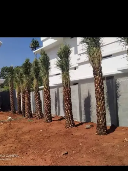 A row of date palm trees ready for planting. We supply and install large palms for projects that require an instant tropical or desert landscape feel.