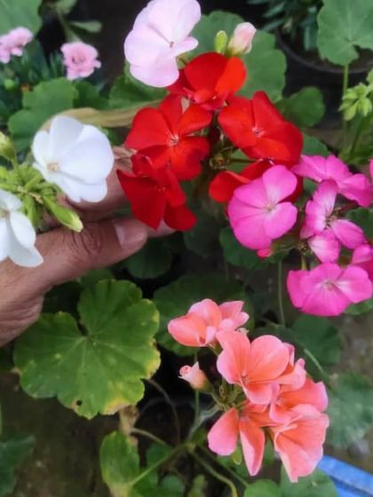 A handful of colorful Geranium flowers. I have them in red, pink, white, and orange, and they are perfect for adding color to your balcony pots.