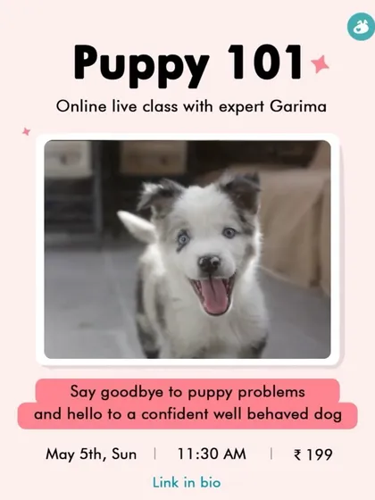 Bringing a new puppy home is exciting but can be overwhelming. Our 'Puppy 101' online class is a crash course designed for new parents, covering essentials like potty training, bite inhibition, and socialization to set you up for success.
