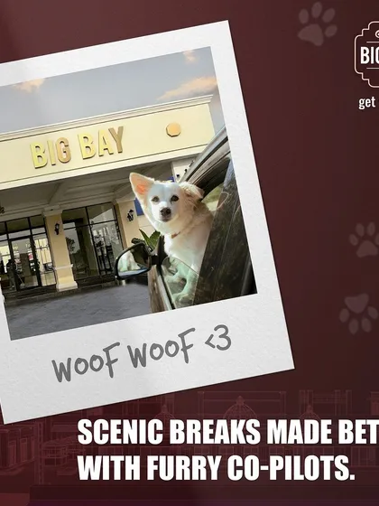 A polaroid-style photo of a cute white dog peeking out of a car window, perfectly capturing the joy of a scenic break with a furry co-pilot.