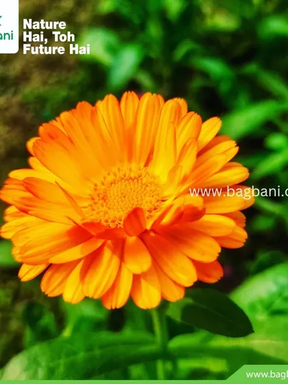 A perfect, sun-kissed Calendula flower. Known for their bright orange and yellow hues, these are a cheerful addition to any winter garden bed.