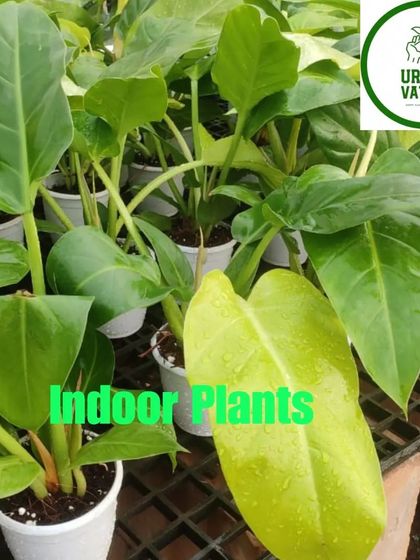 A collection of Philodendron 'Moonlight' plants with their bright chartreuse leaves.