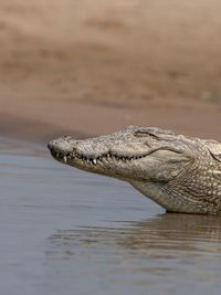 Wildlife Photography Tours