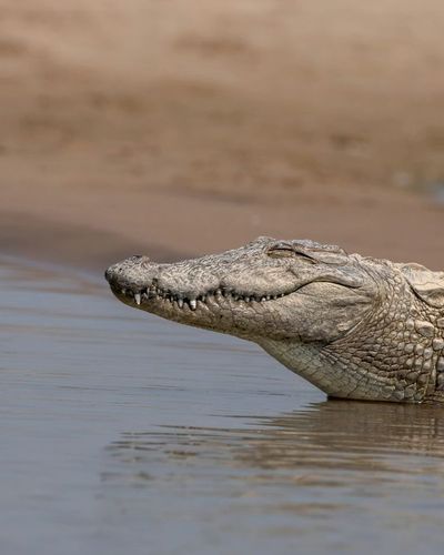 Wildlife Photography Tours