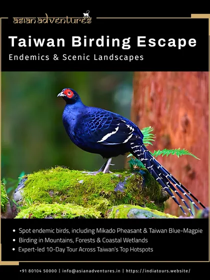 A poster for our Taiwan Birding Escape, featuring the stunning Swinhoe's Pheasant. This 10-day tour is led by experts and covers the island's top birding hotspots, from mountains to coastal wetlands.