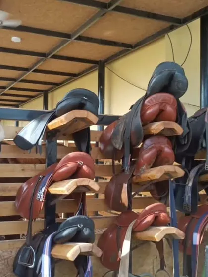 A look inside our organized tack room, filled with a wide collection of saddles for every discipline, including English, Western, jumping, and racing.