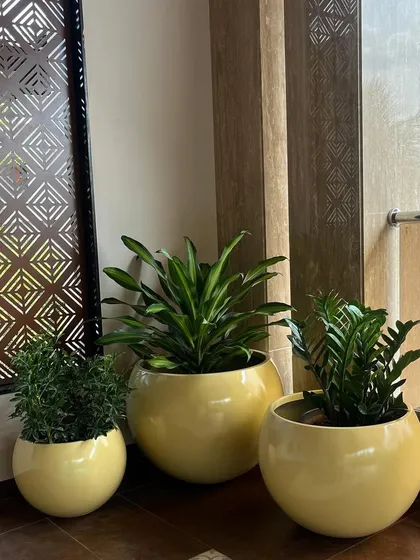 The right planter can completely change a room's vibe. This set of three glossy yellow globe planters adds a pop of cheerful color and modern style, showing how we customize our fibre pots to match your decor perfectly.
