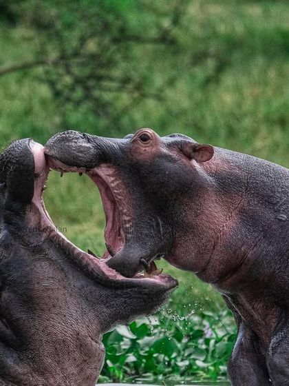 African Journeys: Savannahs, Jungles, and Great Apes photo 18