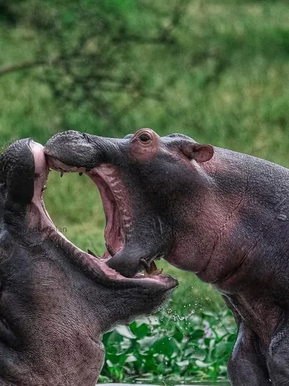 Two young hippos engage in a play fight in the Kazinga Channel. This behavior helps them practice for the serious territorial battles they will face as adults.
