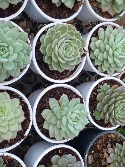 These tightly formed Echeveria rosettes showcase a beautiful, symmetrical pattern. They are healthy, well-rooted, and ready to be a low-maintenance addition to your home.