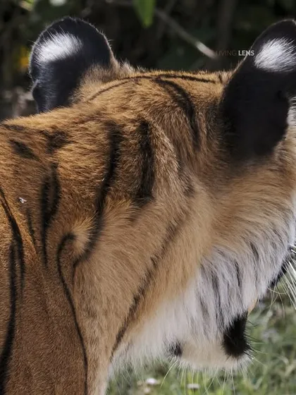 A view of the tiger's powerful form from behind, highlighting the iconic stripes and the sensitive ears that miss nothing in the forest. Even a partial view conveys the immense presence of this animal.