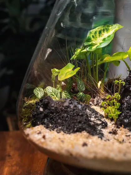 A close-up of the plant arrangement in the mushroom-shaped terrarium. These self-sustaining ecosystems are a creative way to decorate with plants.