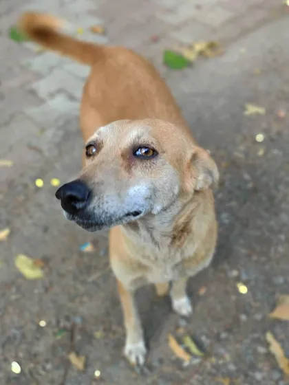 Those innocent eyes are the best kind of good morning. It's instant love. This is the connection that makes my street feeding mission so personal.