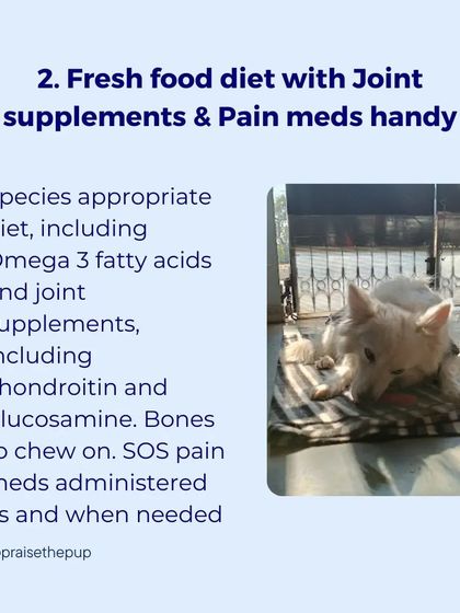 A species-appropriate fresh food diet with joint supplements like glucosamine and omega-3s is a cornerstone of my care. I also have pain medication ready for days when it's needed.